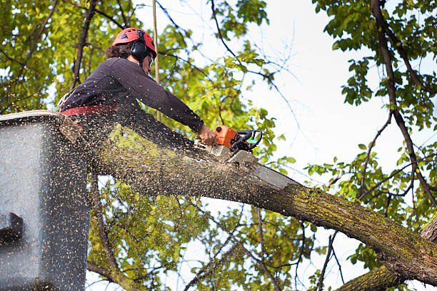 Best Lawn Dethatching  in Westfield, NJ